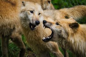 Wölfe im Streit